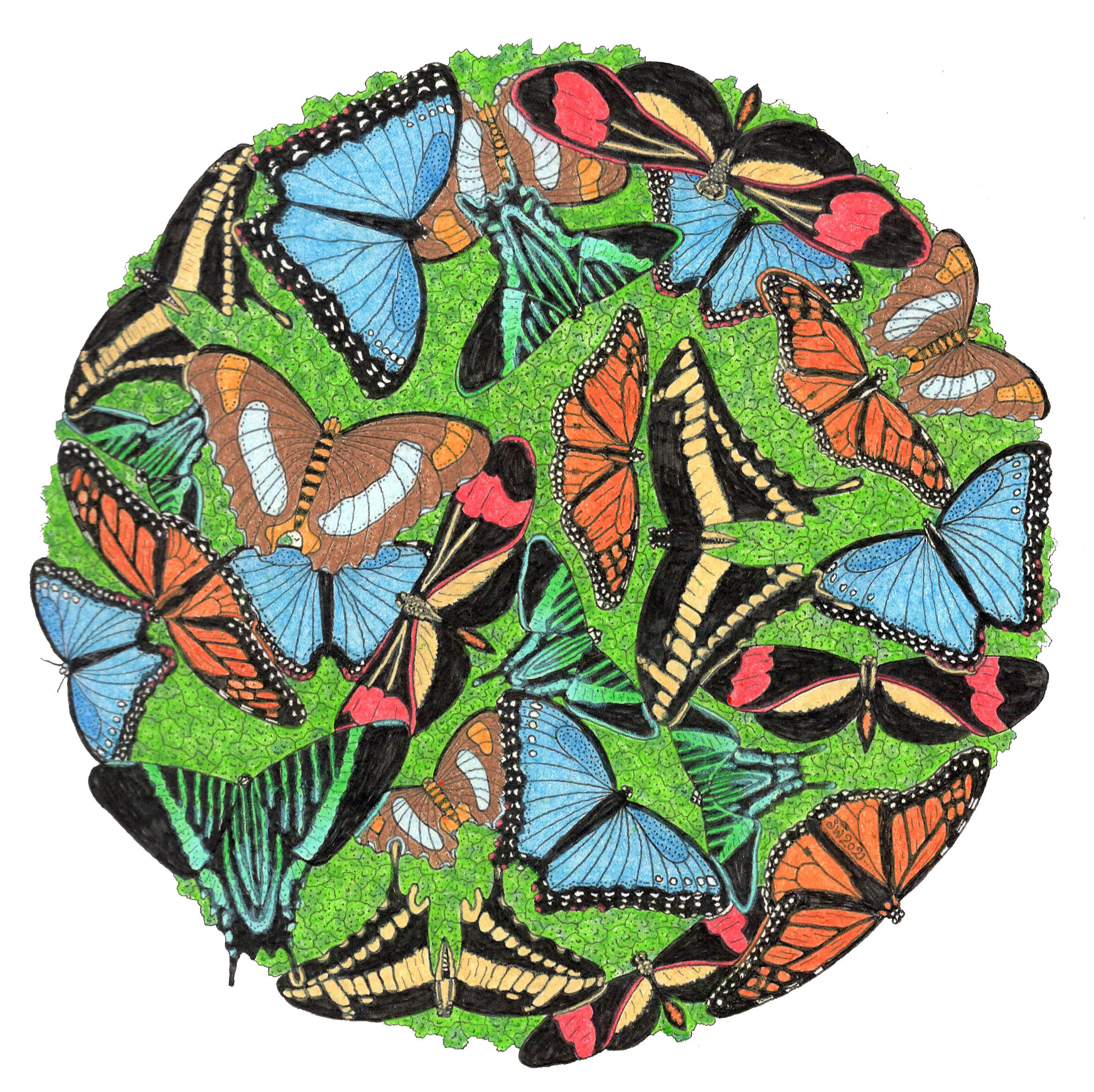 Butterflies of Cahuita 2021